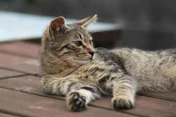 テーブル上の猫
