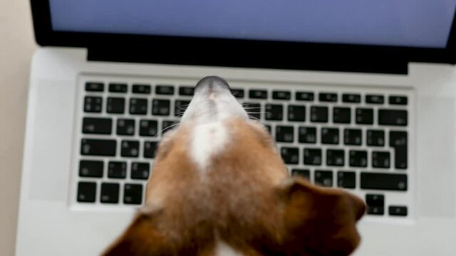 Jack Russell Terrier is typing on a laptop keyboard in front of the monitor. Freelancer works from home