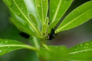 水滴のついた葉っぱと蟻