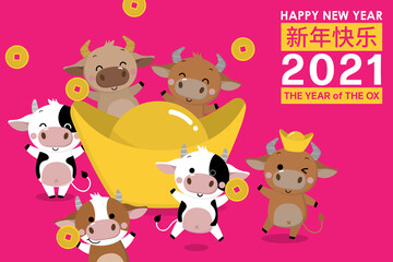 Happy Chinese new year greeting card. 2021 Ox zodiac. Cute cow in red costume and gold money. Animal holidays cartoon character. Translated: Happy new year. -Vector