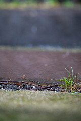 雨の道路と雑草