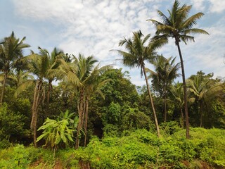Obraz na płótnie Canvas coconut palm trees