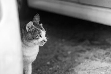 物陰から覗く猫の横顔