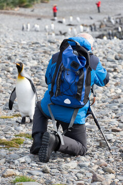 Photographing baby King Penguins Fortuna Bay, South Georgia