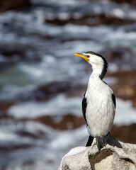 Sea Bird on a Coastal Rock