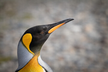 King Penguins, Fortuna Bay, South Georgia