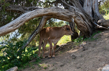 Cute small cow under tree in mountains.