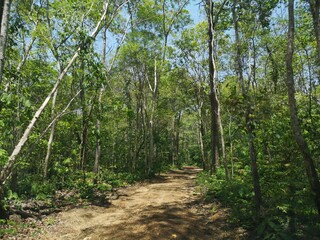 Forest path for forest bathing activities.