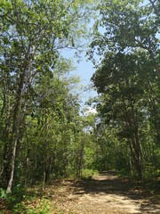Forest path for forest bathing activities.
