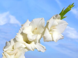 pink,lila,white flowers of gladiolus plant from a garden