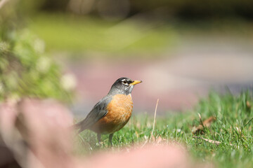 robin on the grass