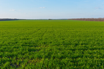 Fototapeta premium Green grass on the field and blue sky.
