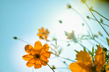flower, nature, tree, spring, blossom, pink, flowers, branch, plant, autumn, bloom, sky, leaves, leaf, garden, beauty, season, green, flora, beautiful, blue, yellow, magnolia, blooming, red