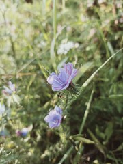 Fototapeta na wymiar Bruise.Ordinary.Summer meadow flowers and grasses