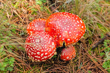 HONGOS DE LA MONTAÑA 