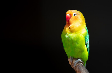 Lovebird parrot in the park on nature.
