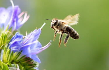 A bee collects honey on blue flowers