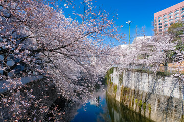 文京区 神田川桜並木
