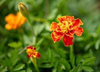 Beautiful orange flowers in the summer park.