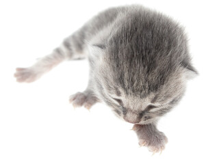 Little newborn kitten isolated on a white background.