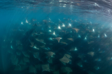 Large school of mobula rays, mobula munkiana, during the annual migration period for these animals, Sea of Cortez, Baja California, Mexico.