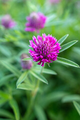 Fototapeta premium Beautiful purple flower grows in the park.