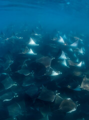 Large school of mobula rays, mobula munkiana, during the annual migration period for these animals,...