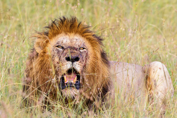 Fototapeta premium Male lion lying in the grass and roar