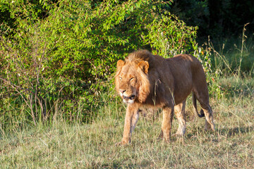 Male lion walking in the bushes on the savannah