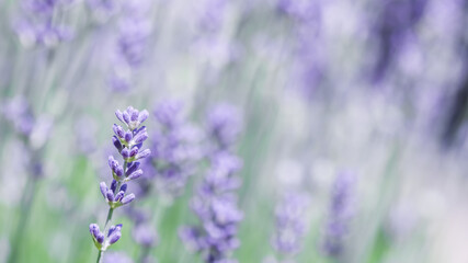 Soft focus on beautiful lavender flowers in summer garden