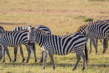 Fototapeta na wymiar Zebras on the grass savannah