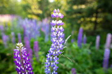 Fototapeta premium Beautiful purple flower grows in the park.