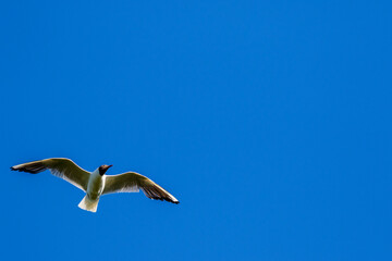 Black-headed gull in the sky