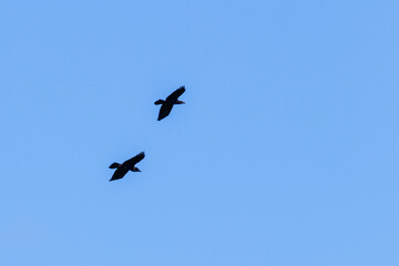 Black raven in the sky