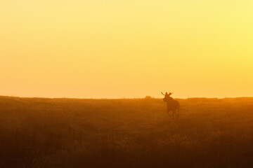 Moose running in a meadow at sunrise