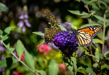 Closeup of a beautiful Monarch butterfly, with its proboscis, eyes, head, legs, antenna and wings displayed, feeding on nectar from a purple flower in a butterfly garden.