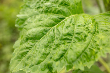Green Sunflower Leaves on the nature in the summer.