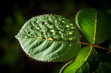 Close-up of a drop of water on a green leaf