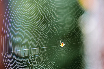 Small scary spider on the wide white web in the forest. Wild insects in nature. Animals hunting