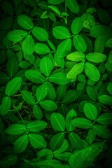 green leaves background