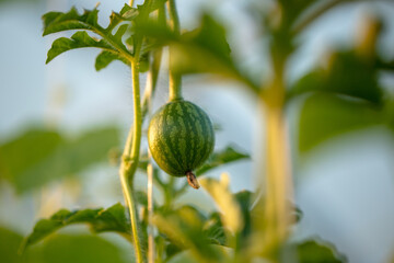 A small green watermelon on a plant.