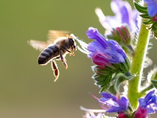 A bee collects honey on blue flowers