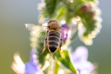 A bee collects honey on blue flowers
