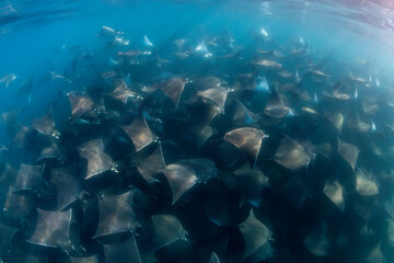Large school of mobula rays, mobula munkiana, during the annual migration period for these animals, Sea of Cortez, Baja California, Mexico.