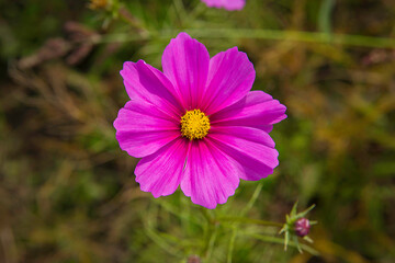 Obraz premium pink cosmos flowers