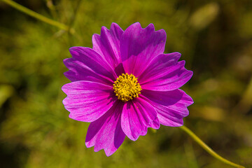 Obraz premium pink cosmos flower