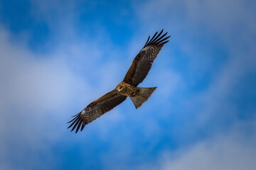 Eagle in flight at blue sky