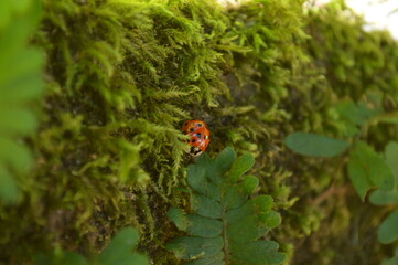 ladybug on a green leaf