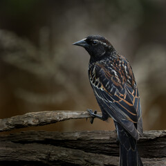 Red winged blackbird on a branch