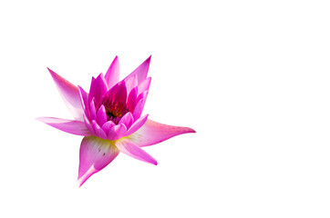 Lotus flower isolated on white backgrouds.